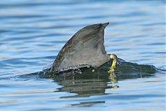 American Coot